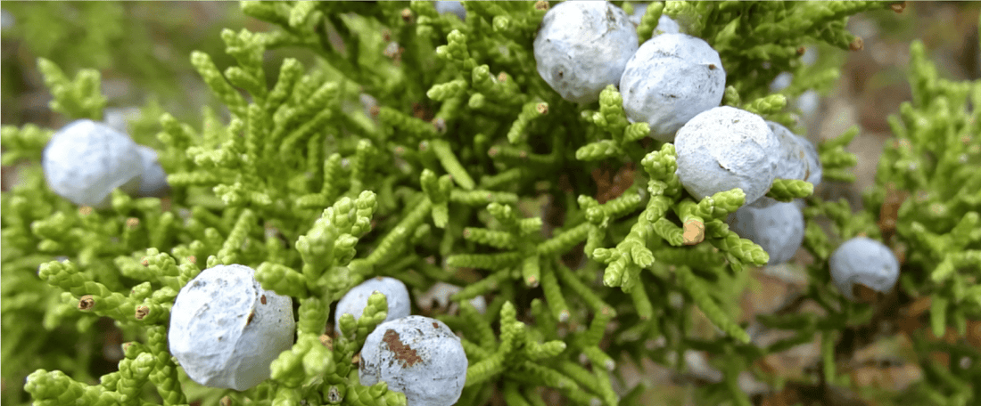 Cedar Fever – What Is It, and How Can You Cope?