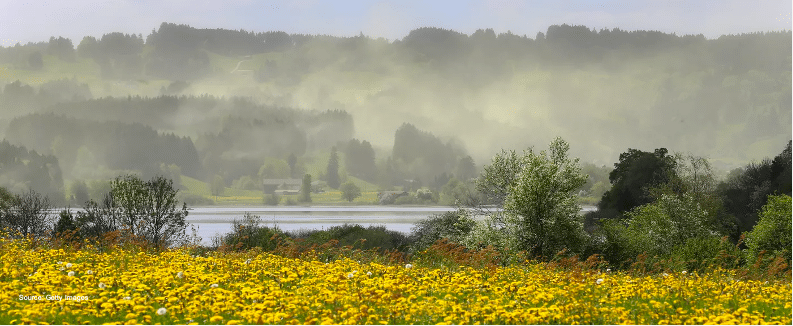 pollencloudoverflowerfield