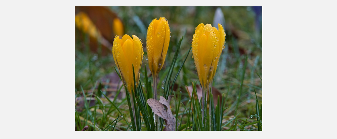 spring blossoms rain banner