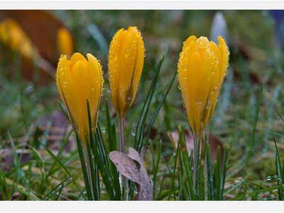 Are Your Allergies Worse When It Rains?